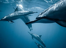 开云官网-库兹马不关心续约进程 新赛季专注于提升防守